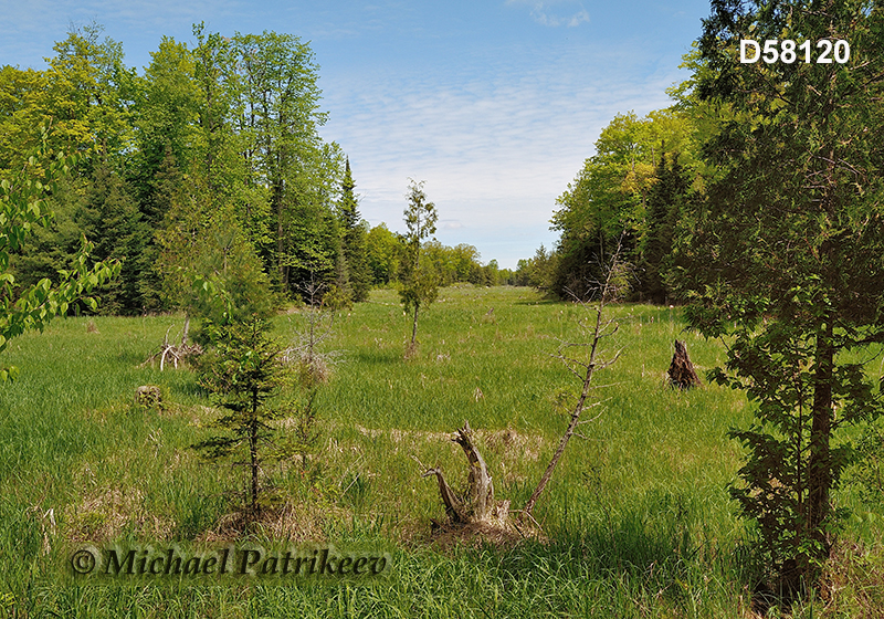 Wetland in Wolf Grove Preserve, Lanark County, Ontario, Canada